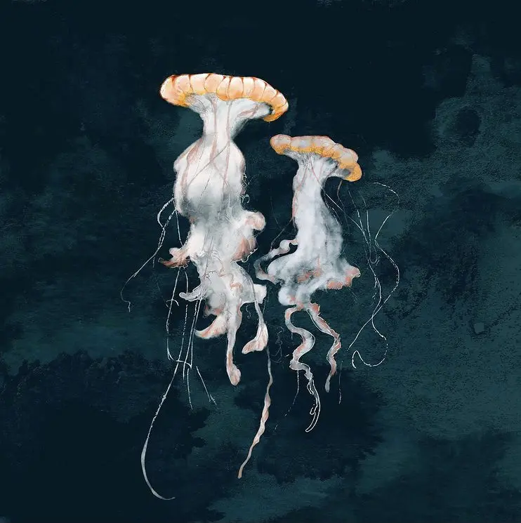jellyfish digital drawing